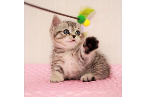 成約済の福岡県のマンチカン-17569の3枚目