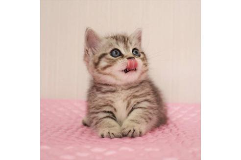 成約済の福岡県のマンチカン-17569の2枚目