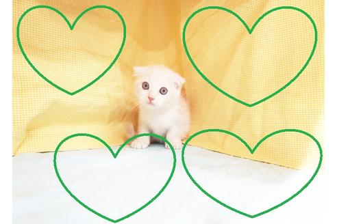 成約済の東京都のスコティッシュフォールド-17579