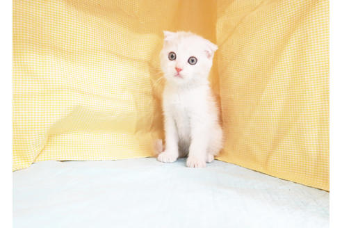 成約済の東京都のスコティッシュフォールド-17579の2枚目