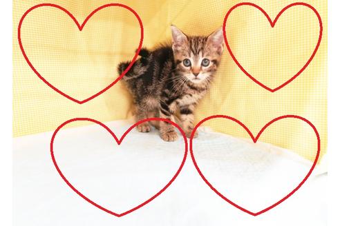 成約済の東京都のアメリカンショートヘア-17581の1枚目