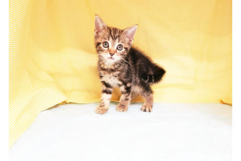 成約済の東京都のアメリカンショートヘア-17581の2枚目