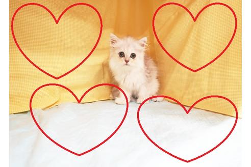 成約済の東京都のペルシャ-17584の1枚目