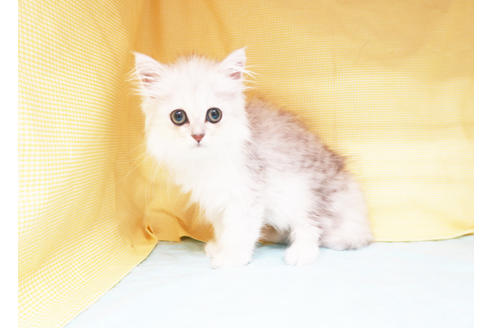 成約済の東京都のペルシャ-17584の2枚目