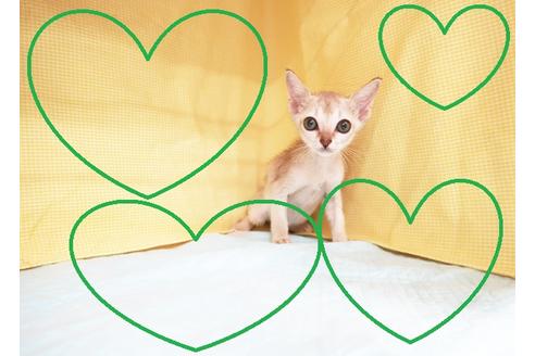 成約済の東京都のシンガプーラ-17585の1枚目