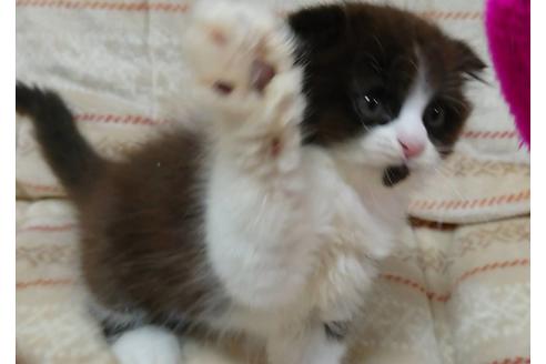 成約済の愛知県のスコティッシュフォールド-17597の5枚目