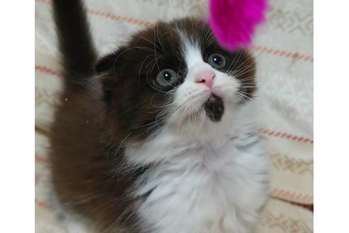 成約済の愛知県のスコティッシュフォールド-17597の4枚目