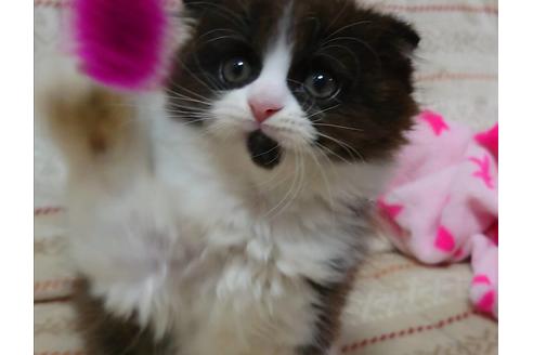 成約済の愛知県のスコティッシュフォールド-17597の3枚目