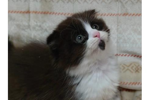 成約済の愛知県のスコティッシュフォールド-17597の2枚目