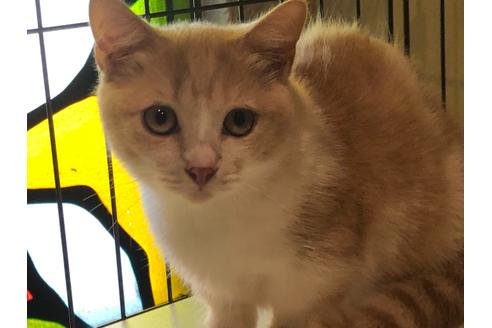 45万円以下のマンチカンの子猫を探す 5ページ目 子猫ブリーダーナビ 45万円以下のマンチカンの子猫を探す 5ページ目 子猫ブリーダーナビ
