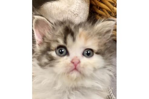 東京都のスコティッシュフォールド｜女の子・2021/08/30生まれ・父猫 