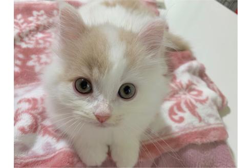 成約済の茨城県のマンチカン-17631の1枚目