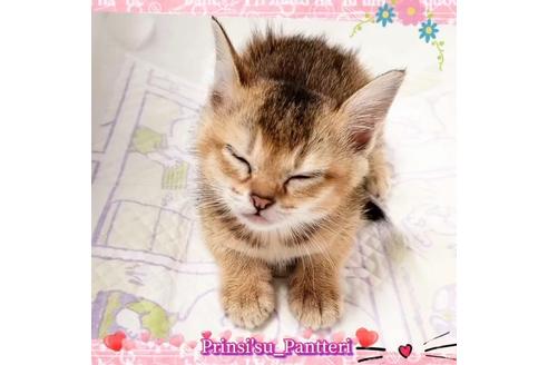 成約済の東京都のその他の猫種-17634の2枚目