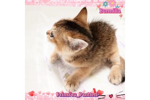 成約済の東京都のその他の猫種-17634の3枚目