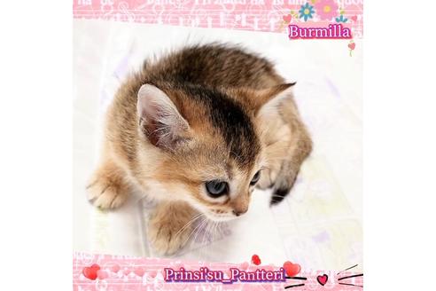 成約済の東京都のその他の猫種-17634の4枚目