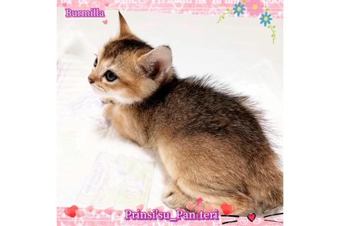 成約済の東京都のその他の猫種-17634の5枚目