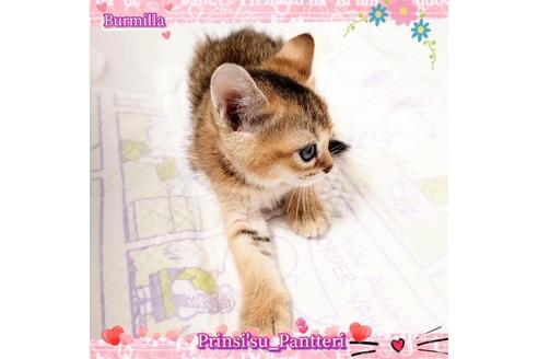 成約済の東京都のその他の猫種-17634の6枚目