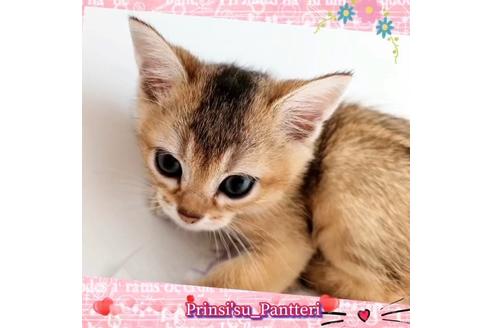 成約済の東京都のその他の猫種-17634