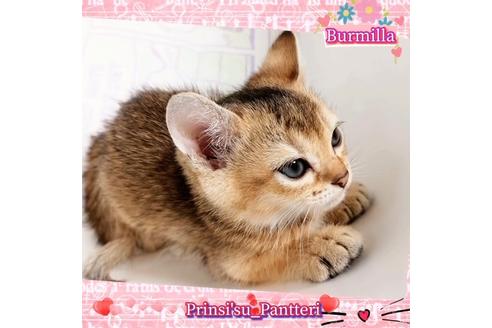 成約済の東京都のその他の猫種-17634の8枚目