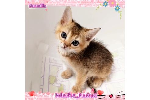 成約済の東京都のその他の猫種-17634の9枚目