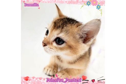 成約済の東京都のその他の猫種-17634の12枚目