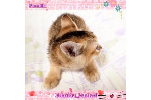 成約済の東京都のその他の猫種-17634の13枚目