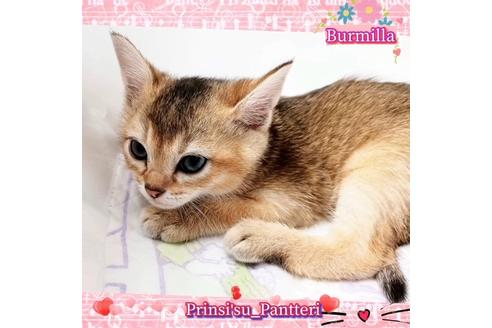 成約済の東京都のその他の猫種-17634の14枚目