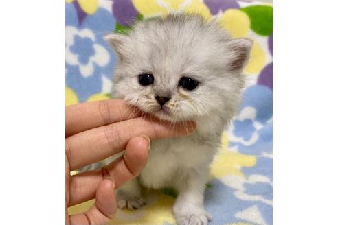 成約済の神奈川県のミヌエット-17642の3枚目