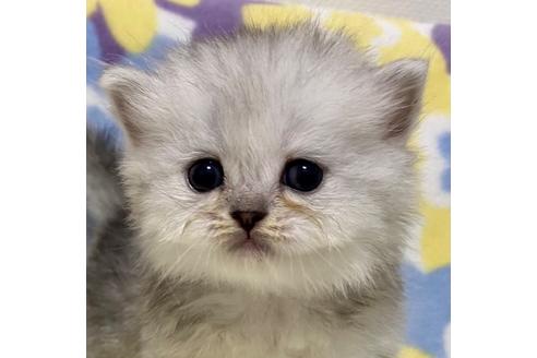 成約済の神奈川県のミヌエット-17642の1枚目
