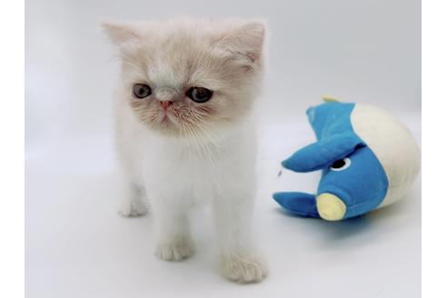 成約済の東京都のエキゾチックショートヘア-17672の2枚目