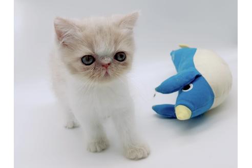 成約済の東京都のエキゾチックショートヘア-17672の3枚目