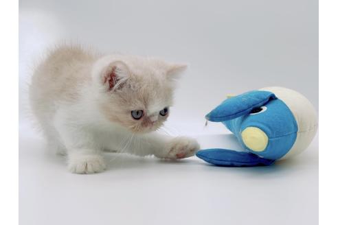 成約済の東京都のエキゾチックショートヘア-17672の4枚目