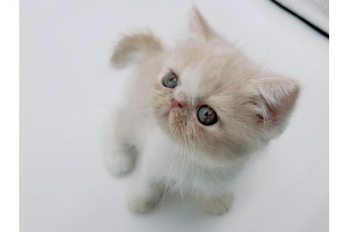 成約済の東京都のエキゾチックショートヘア-17672の9枚目