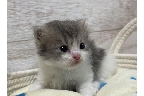 成約済の山梨県のスコティッシュフォールド-17669の5枚目