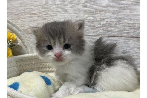 成約済の山梨県のスコティッシュフォールド-17669の4枚目