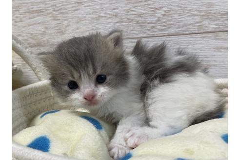 成約済の山梨県のスコティッシュフォールド-17669の3枚目