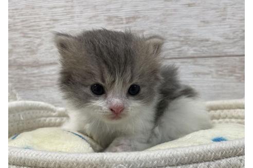 成約済の山梨県のスコティッシュフォールド-17669の2枚目