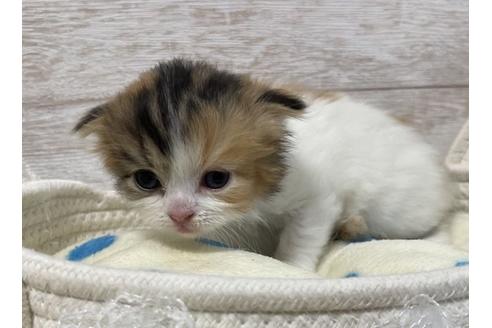 成約済の山梨県のスコティッシュフォールド-17670の5枚目