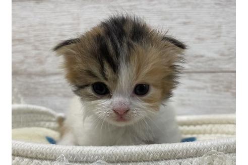 成約済の山梨県のスコティッシュフォールド-17670の1枚目
