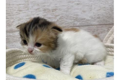 成約済の山梨県のスコティッシュフォールド-17670の4枚目