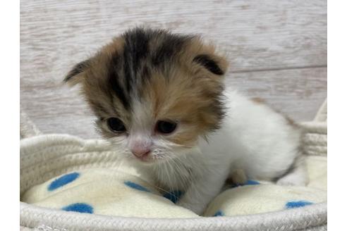 成約済の山梨県のスコティッシュフォールド-17670の3枚目