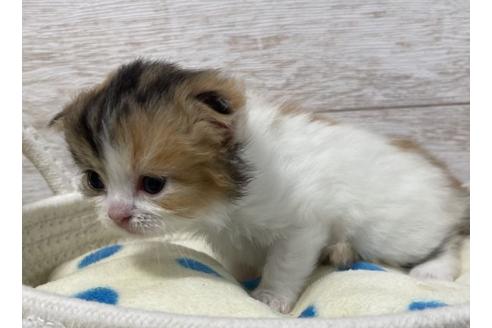 成約済の山梨県のスコティッシュフォールド-17670の2枚目