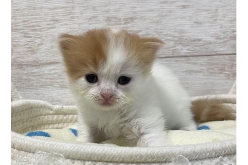 成約済の山梨県のスコティッシュフォールド-17671の5枚目