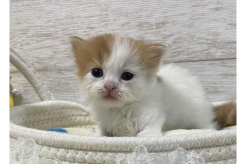 成約済の山梨県のスコティッシュフォールド-17671の4枚目