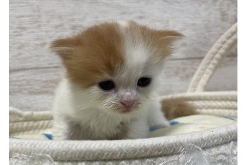 成約済の山梨県のスコティッシュフォールド-17671の3枚目