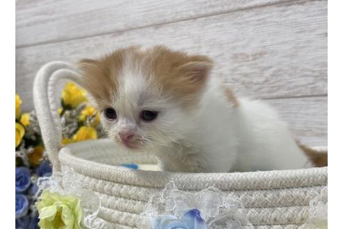 成約済の山梨県のスコティッシュフォールド-17671の2枚目