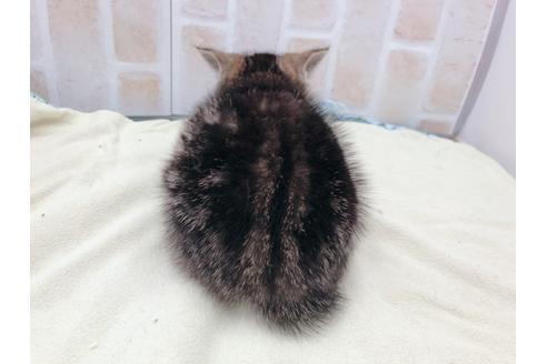 成約済の東京都のマンチカン-17727の2枚目