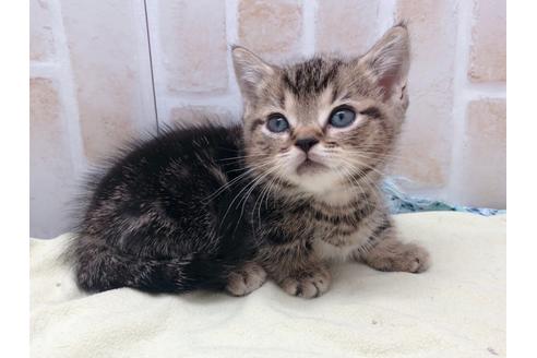 成約済の東京都のマンチカン-17727の3枚目