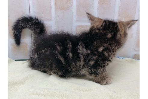 成約済の東京都のマンチカン-17727の4枚目