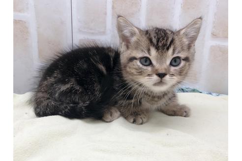 成約済の東京都のマンチカン-17727の5枚目